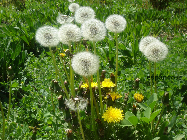 Taraxacum montanum seed